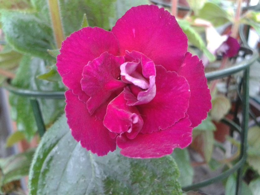 Last Dawn - Achimenes și Kohleria 2018