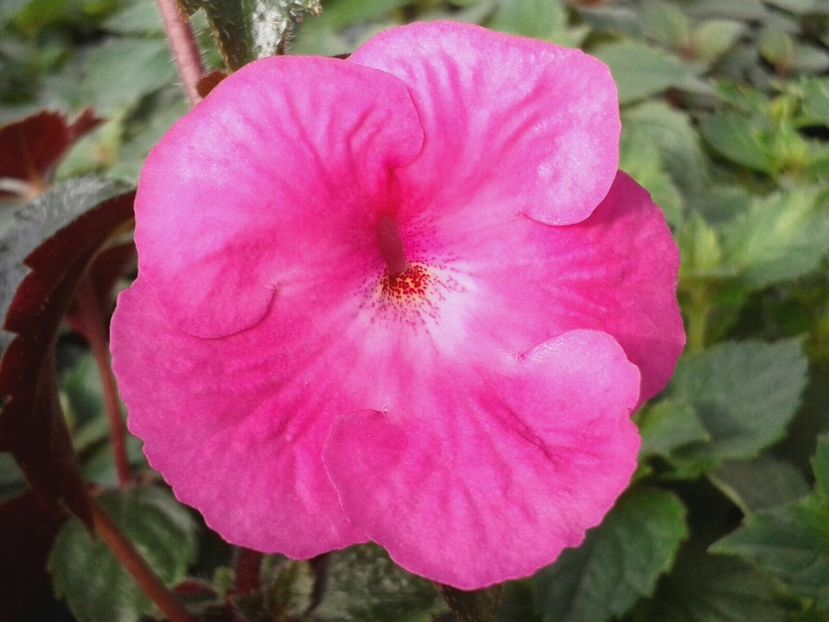 Watterlow’s Triumph - Achimenes și Kohleria 2018