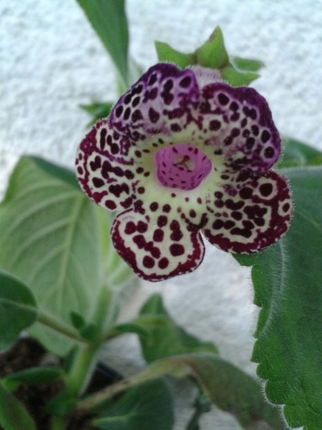 K.Lono - Achimenes și Kohleria 2018