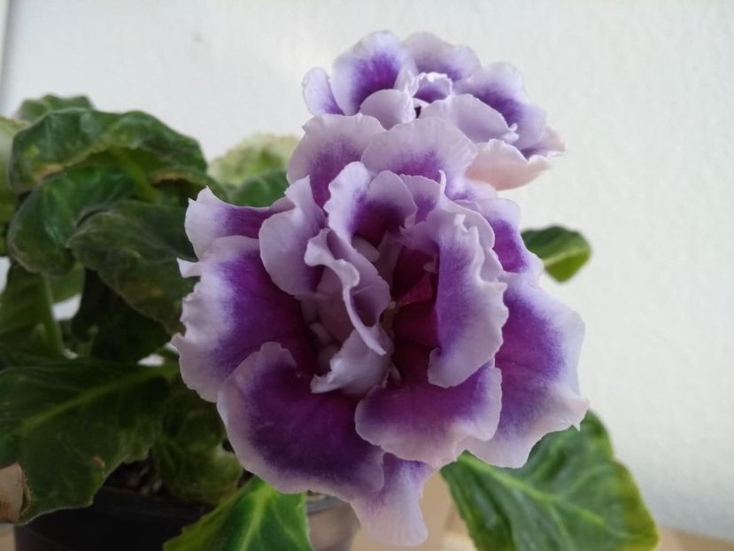  - gloxinia