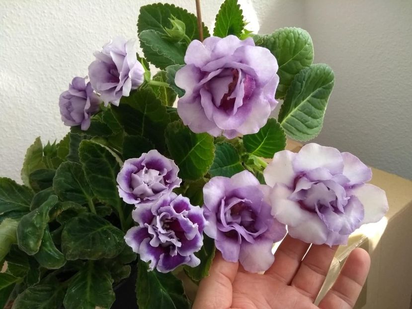  - gloxinia