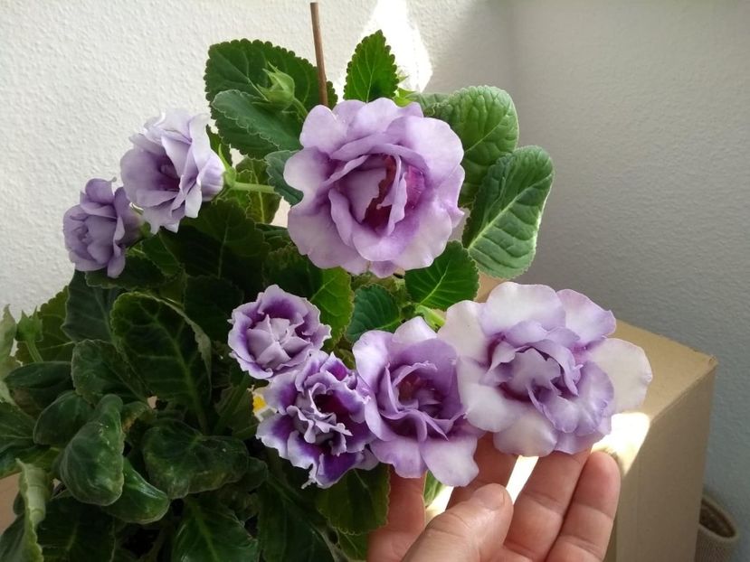 38085471_2095462537193850_4547310574693777408_n (1) - gloxinia