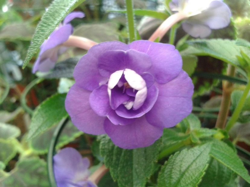 Double Blue Rose - Achimenes și Kohleria 2018
