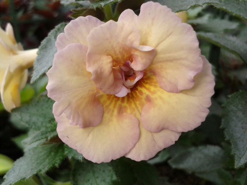 Lena Vera - Achimenes și Kohleria 2018