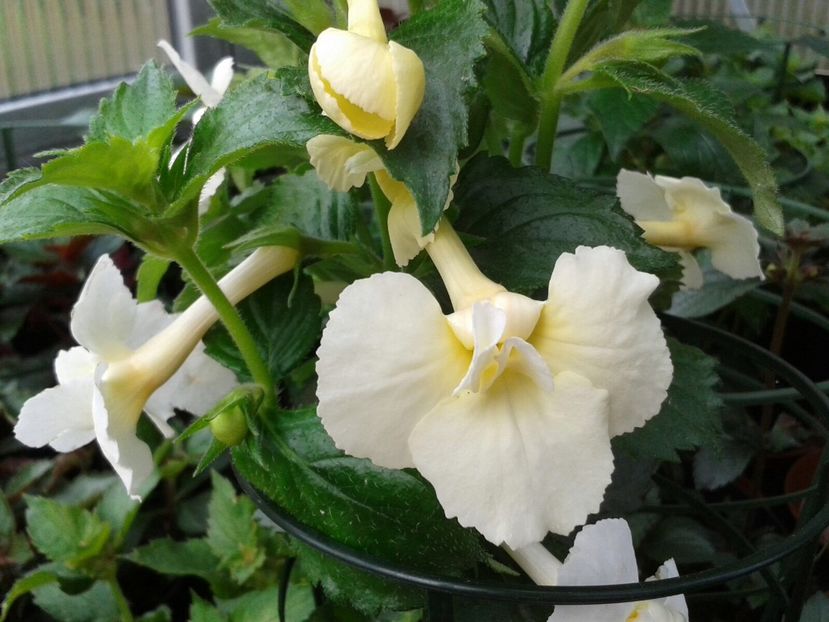 Fortune Cookie - Achimenes și Kohleria 2018