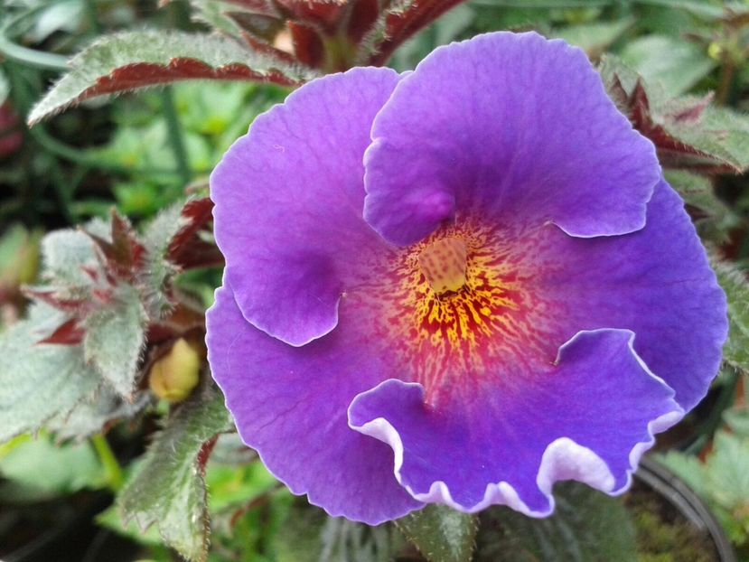 Arletta Blue - Achimenes și Kohleria 2018