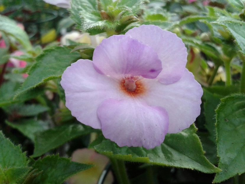 Weding Day - Achimenes și Kohleria 2018
