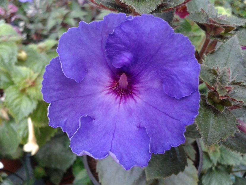 Odessa Blue - Achimenes și Kohleria 2018