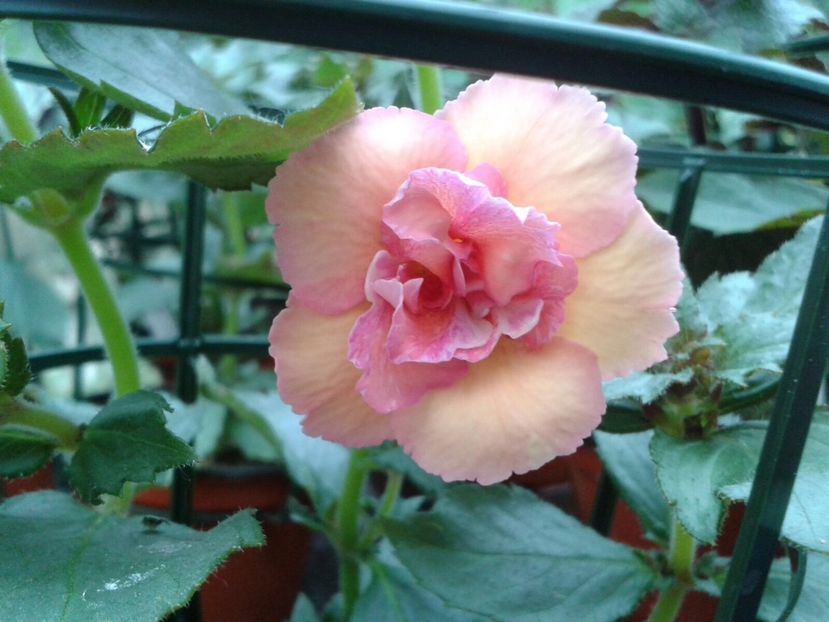 Cytro - 1Keukenhof Olanda 2016