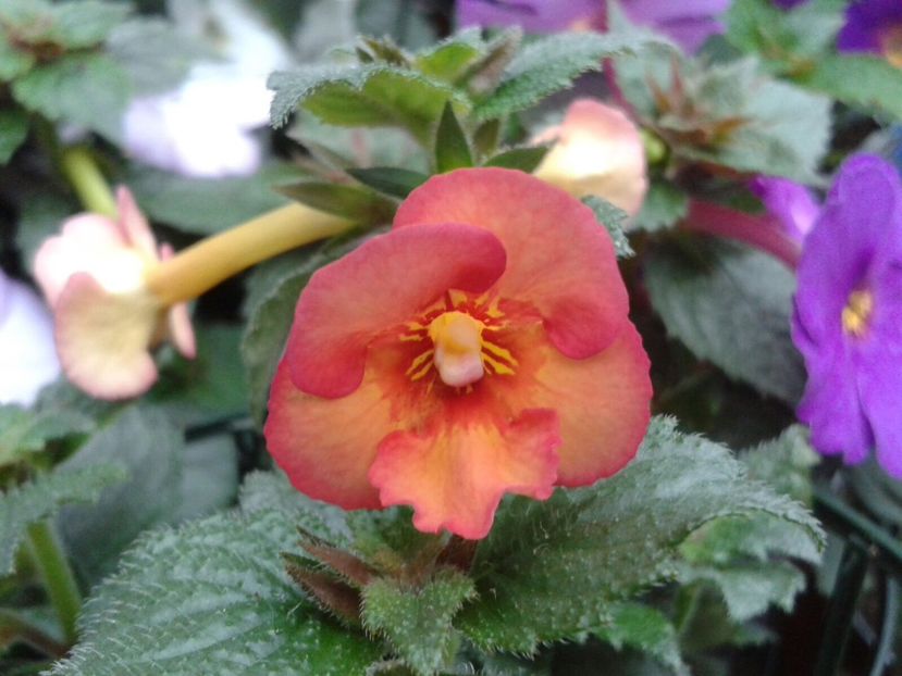 Texas Heat - Achimenes și Kohleria 2018