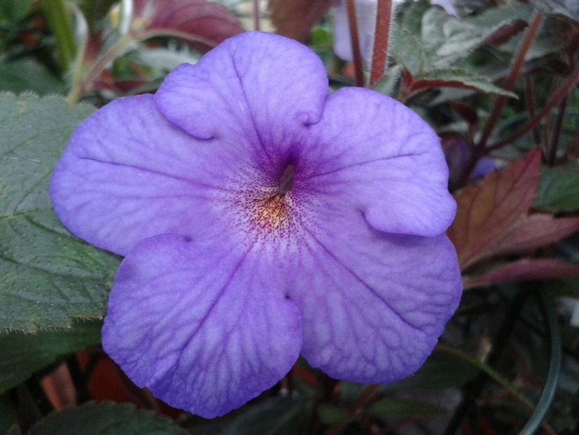 RF’s Fresco Rocio - Achimenes și Kohleria 2018