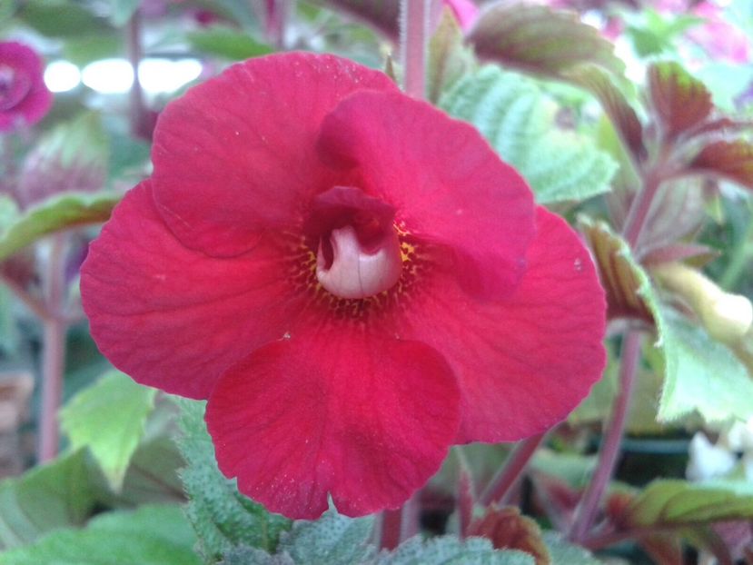 Famme Fatale - Achimenes și Kohleria 2018