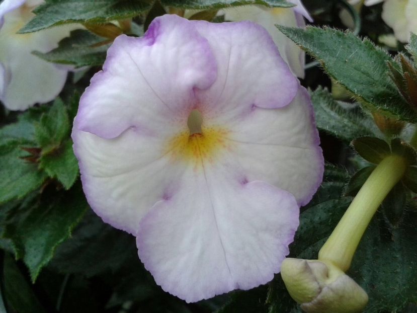 Big Weis ? - Achimenes și Kohleria 2018