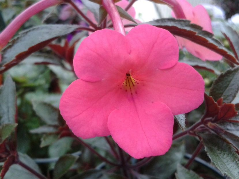 Charity !? - Achimenes și Kohleria 2018