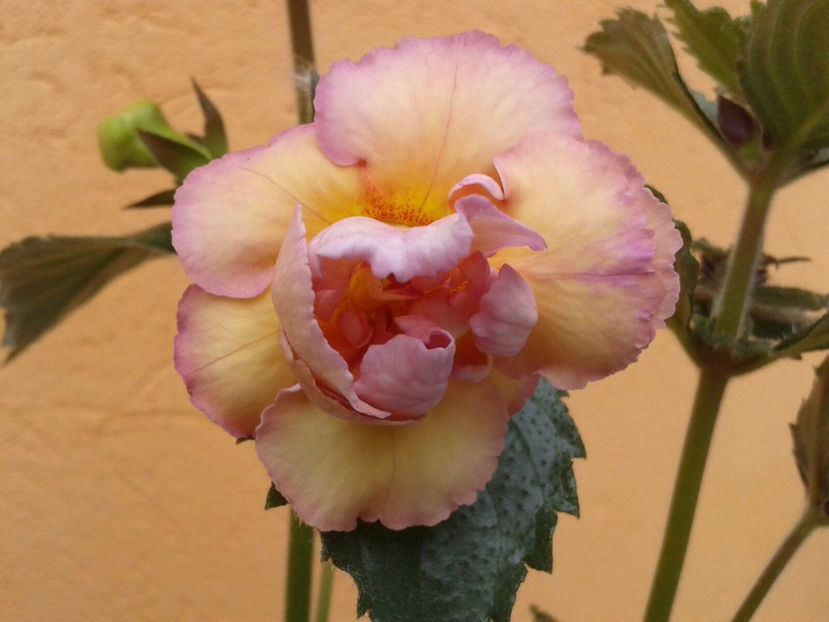 Yellow Fever? - Achimenes și Kohleria 2018