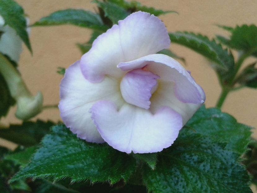 Bianco Natale? - Achimenes și Kohleria 2018