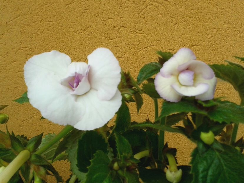 Bianco Natale? - Achimenes și Kohleria 2018