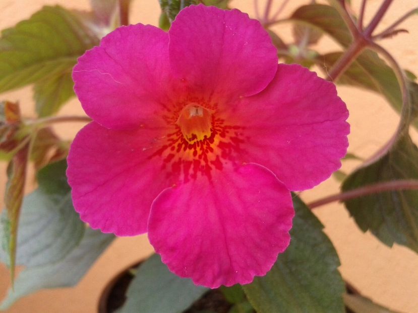 Ice Tea - Achimenes și Kohleria 2018