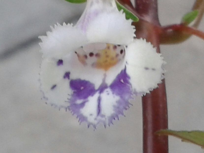 Fimbriata - Achimenes și Kohleria 2018