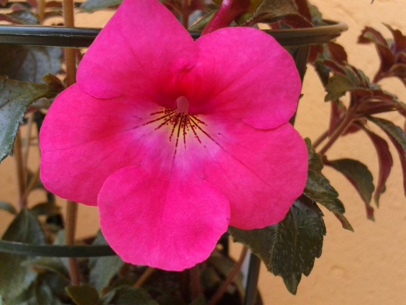Cascade Rose Red - Achimenes și Kohleria 2018