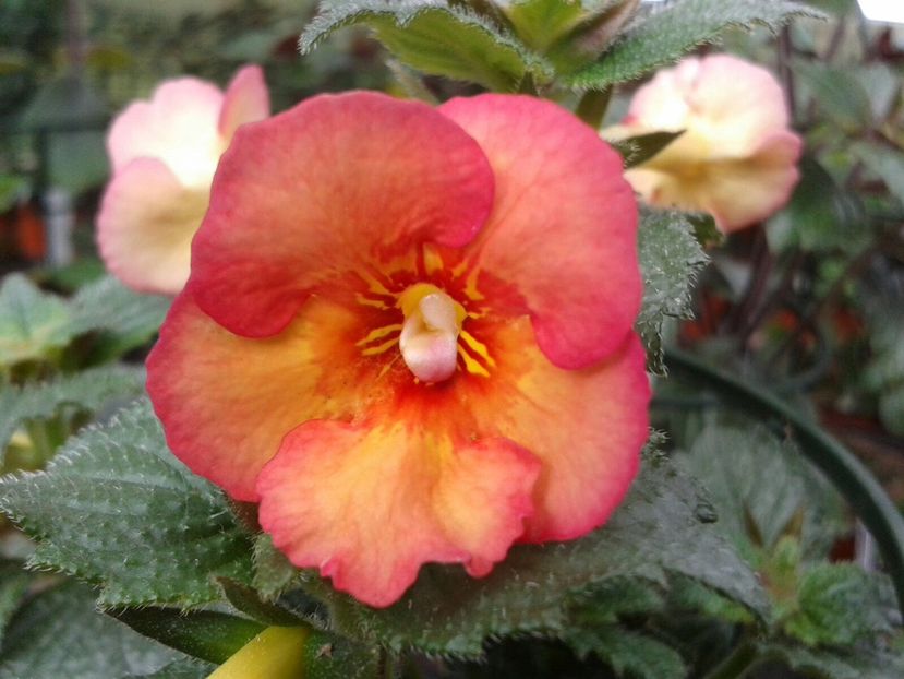 Texas Heat - Achimenes și Kohleria 2018