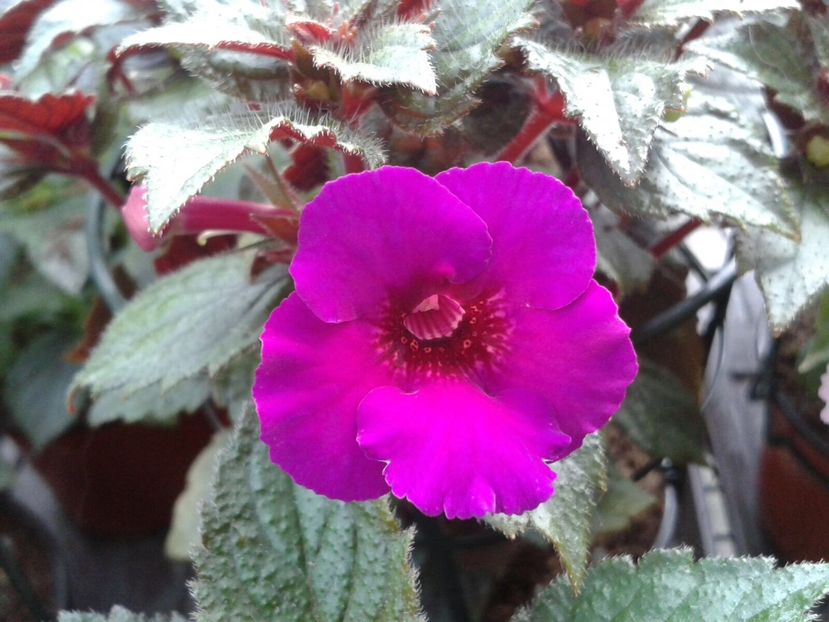 Caprice - Achimenes și Kohleria 2018