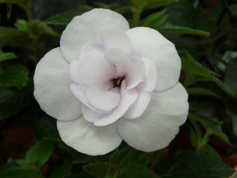 Double Picottee Rose - Achimenes și Kohleria 2018