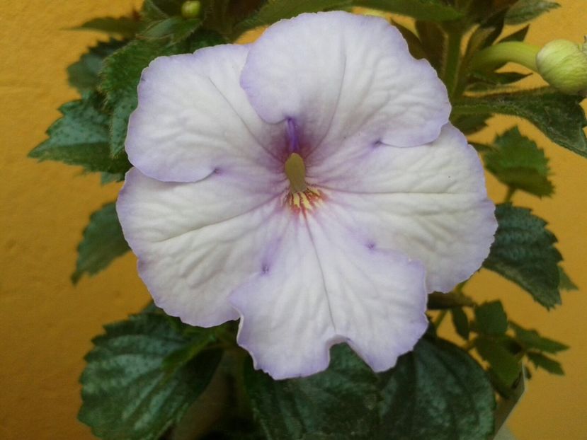 Ever - Achimenes și Kohleria 2018