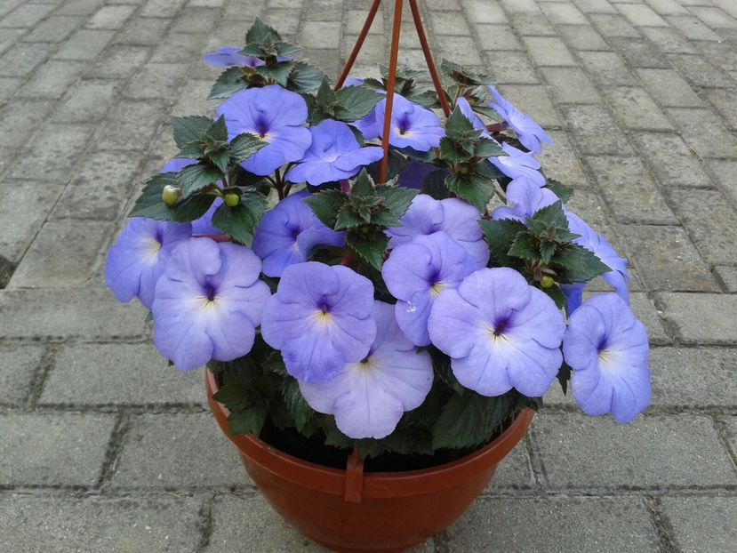 Blue Swan - Achimenes și Kohleria 2018