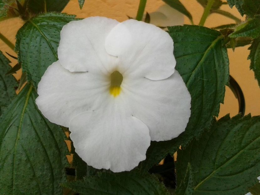 White Angel - Achimenes și Kohleria 2018