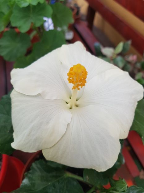  - 1-2 HIBISCUS