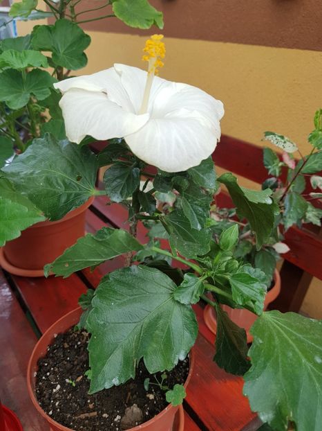  - 1-2 HIBISCUS
