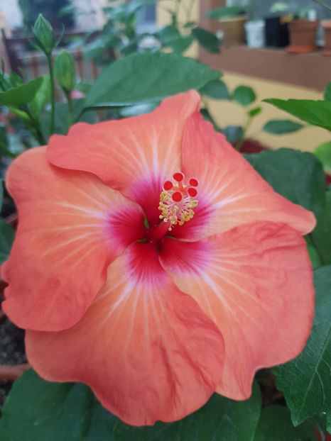 - 1-2 HIBISCUS