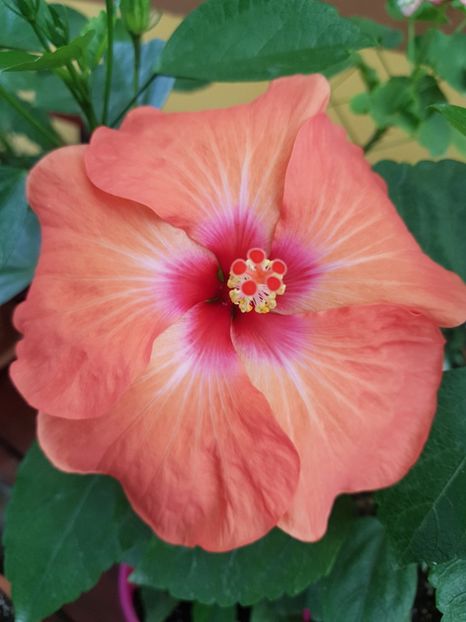  - 1-2 HIBISCUS