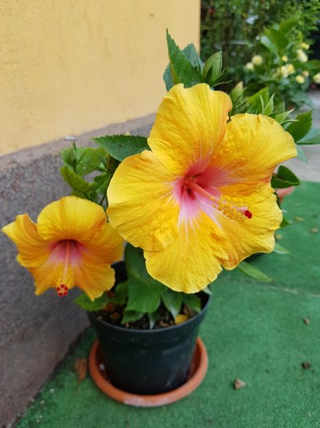  - 1-2 HIBISCUS