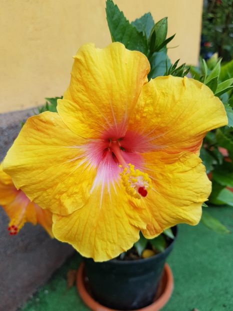  - 1-2 HIBISCUS