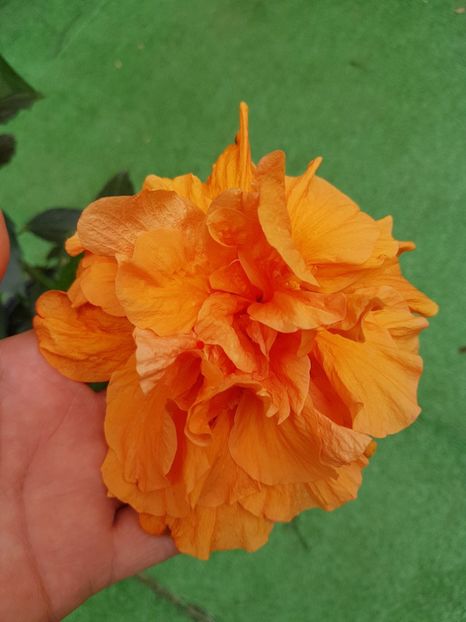Panorama - 1-2 HIBISCUS