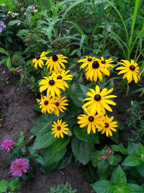  - 0Flori de interior si exterior 2018