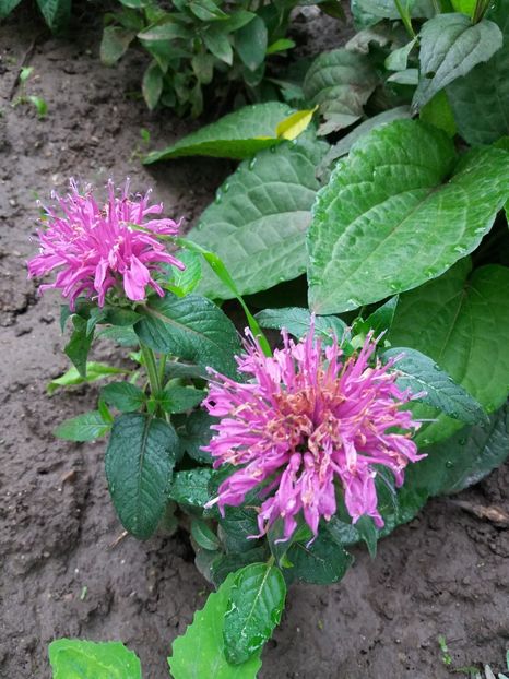  - 0Flori de interior si exterior 2018