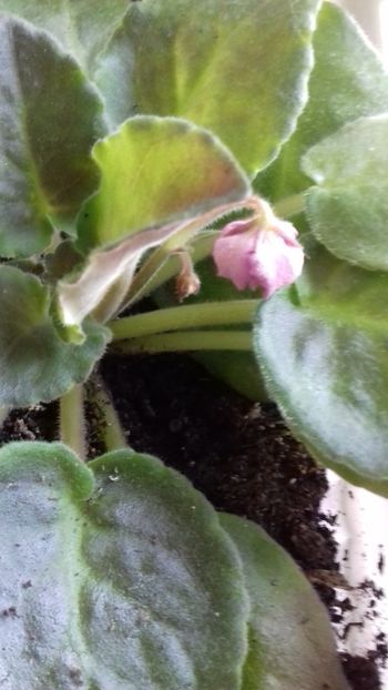 01 august 2018 - Moroznaya Vishnya