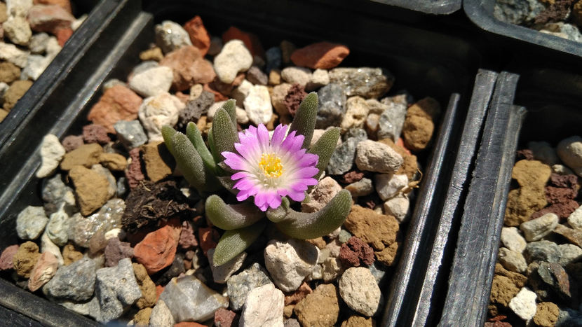 Delosperma sawdahense - Aizoaceae 2018