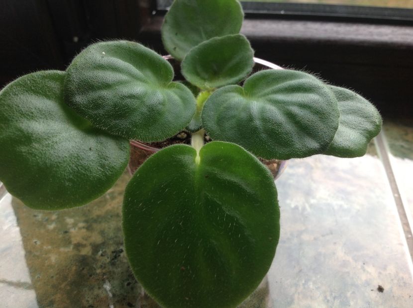  - Rebel s Flaming Star