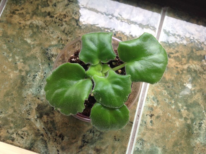  - LE Parisznije Tainy sport