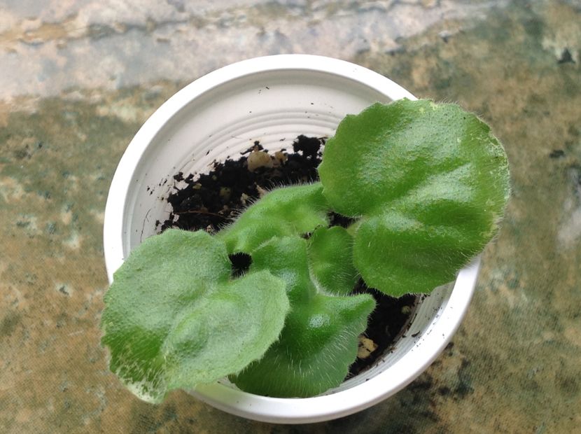  - Buckeye Irish Lace