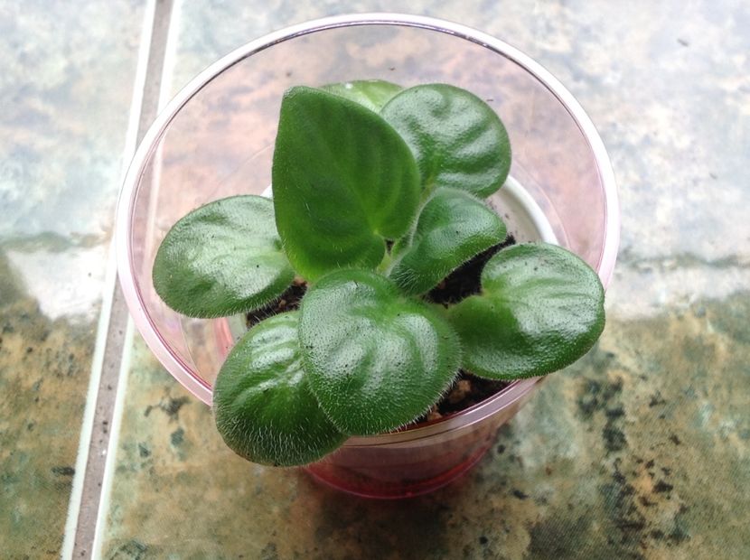  - EK Belaia Koroleva