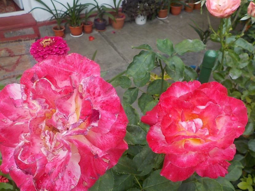  - double delight