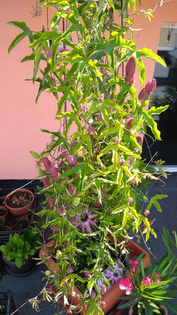  - Passiflora 2017