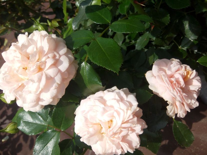  - Garden of roses-
