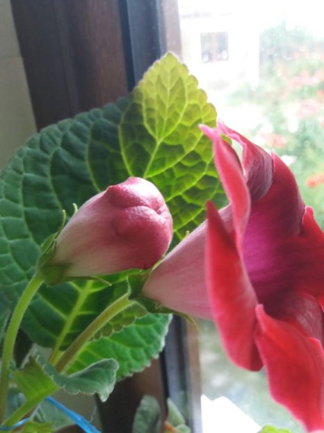 Roi de Rouge - gloxinia 2018