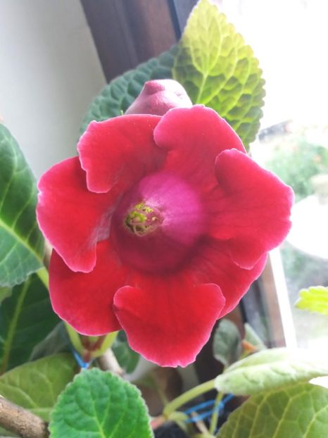 Roi de Rouge - gloxinia 2018
